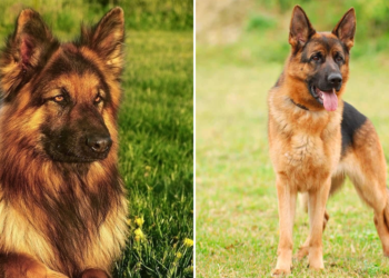 Short Haired Vs. Long-Haired German Shepherd What’s The Difference