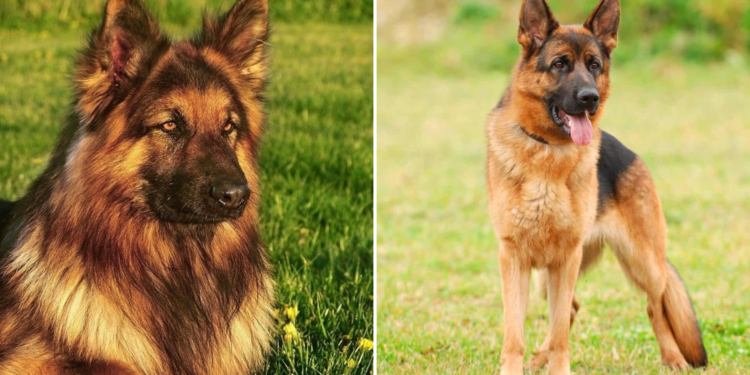 Short Haired Vs. Long-Haired German Shepherd: What’s The Difference?