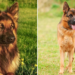 Short Haired Vs. Long-Haired German Shepherd What’s The Difference