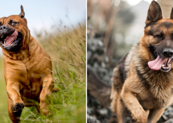 bullmastiff mixed with german shepherd