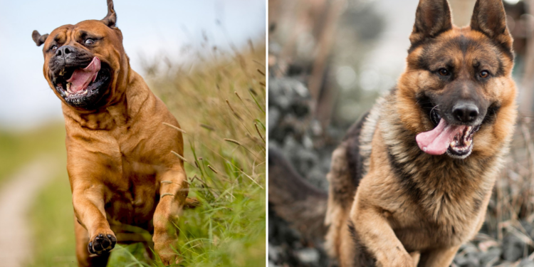 bullmastiff mixed with german shepherd