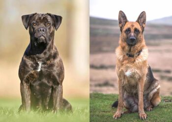 cane corso german shepherd mix