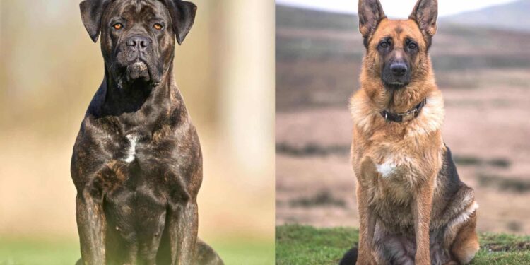 cane corso german shepherd mix