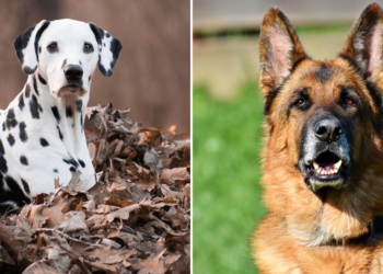 dalmatian german shepherd mix