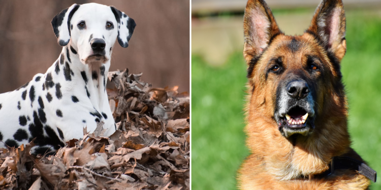 dalmatian german shepherd mix
