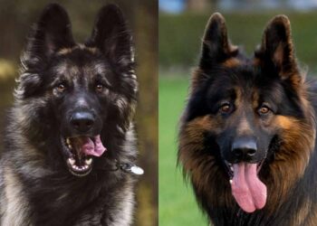 king shepherd vs german shepherd