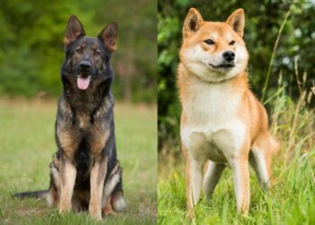 shiba inu german shepherd mix