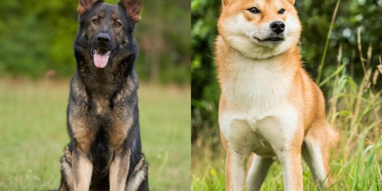 shiba inu german shepherd mix