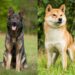 shiba inu german shepherd mix