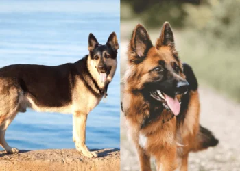 East European Shepherd vs German Shepherd