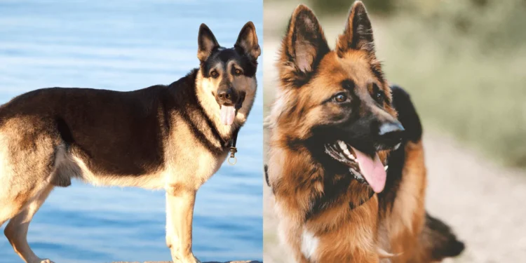 East European Shepherd vs German Shepherd