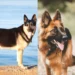 East European Shepherd vs German Shepherd