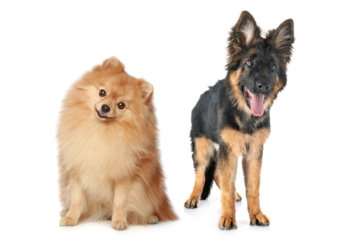 German Shepherd Pomeranian Mix