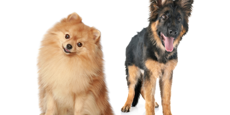 German Shepherd Pomeranian Mix