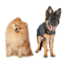 German Shepherd Pomeranian Mix