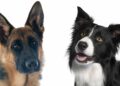How Big Will a German Shepherd Border Collie Mix Get