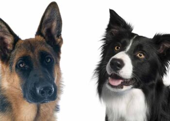 How Big Will a German Shepherd Border Collie Mix Get