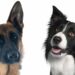 How Big Will a German Shepherd Border Collie Mix Get