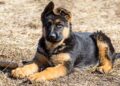 What Does It Mean When A German Shepherd's Ears Go Down