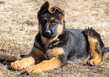 What Does It Mean When A German Shepherd's Ears Go Down
